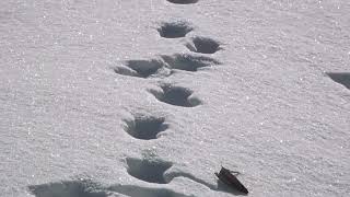 雪の上の足跡　ウサギ　テン　イタチなど