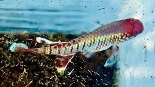 【上見で見る卵生メダカ】ピートモスの上で暴れまわるノソブランキウス エガーサイ  〜 killifish  nothobranchius eggersi red 〜 #Shorts