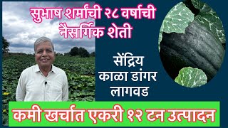 सुभाष शर्मांचा नैसर्गिक शेतीमधील काळा डांगर लागवड।Subhas Sharma’s Natural Farming