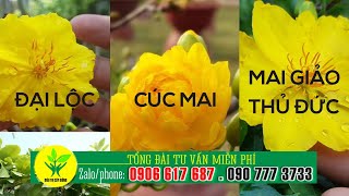 Cách phân biệt Mai giảo Thủ Đức - Đại Lộc - Cúc mai  ❤ Zalo/phone: 0906617687 hoặc 0907773733  ❤