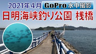 日明海峡釣り公園の桟橋でGoPro沈めてみた