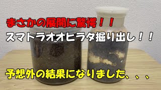 【まさかの展開！！】スマトラオオヒラタの成虫を掘り出したら予想外の結果になりました、、、【カブトムシ・クワガタ】