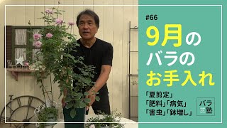 #66 9月のバラのお手入れ【バラの育て方：9月】