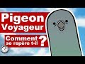 PIGEON VOYAGEUR : Comment se repére t-il ?