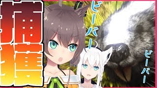 【Ark: Survival Evolved】夏色吹雪のビーバー捕獲作戦!!!!!!【#とまらないARK】