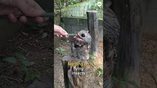 The great Potoo | scariest bird or cutest ? #short