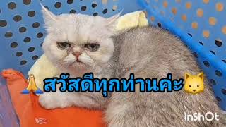 แมวขอบตาดำ มีคราบน้ำตาเยอะ ตาอักเสบข้อแนะนำการดูแลเบื้องต้น🩺🐱💊25 มีนาคม ค.ศ. 2024