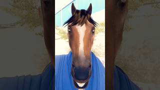 Horse Face Funny Video 😂😂