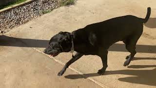 Labs4rescue-BLACKIE-Available for Adoption!