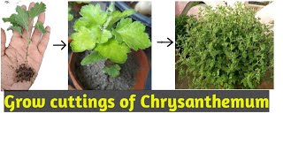 Grow Chrysanthemum cuttings/ perfect time for cutting / 100% successful