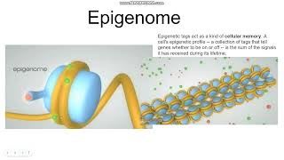 Epigenetics, 5MC, Acetylation, DNMTs, TETs, cancer cells and X-inactivation.