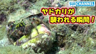 うわっ！？他人の貝殻を奪おうとしたヤドカリの末路がヤバかった（寸劇付き）【海の生き物の貴重映像】