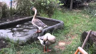 African geese