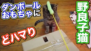 野良猫 子猫 家猫化 【自作のダンボールおもちゃにどハマりしておねだりする子猫が可愛過ぎる！】Funny cute kitten Cat Japanese traditional house