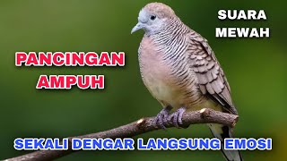 Burung Perkutut Gacor, Pemikat Perkutut Klasik: Suara Legendaris yang Selalu Sukses