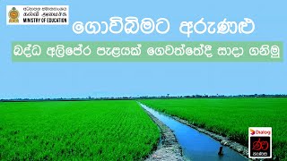 ගොවිබිමට අරුණළු - බද්ධ අලිපේර පැළයක් ගෙවත්තේදී සාදා ගනිමු