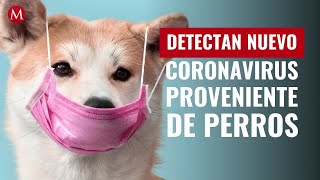 Detectan en Malasia un nuevo coronavirus infeccioso que provendría de perros