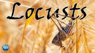 LOCUSTS 🦗| Docuseries [Episode 1]