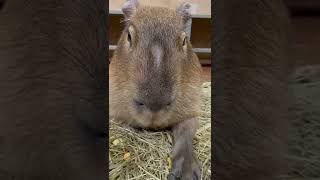 カピバラ「あんなのは泳ぐのには飾りですよ」 #capybara