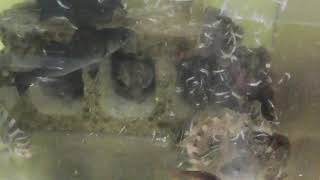 アミエビを捕食するガシラ（カサゴ）。海水魚飼育動画。