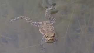 A Common Toad swimming