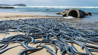 A large number of sea eels rushed out of the drainage outlet  and Niu Niu was so excited that he sh