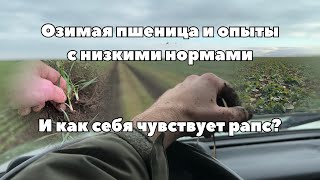 Озимая пшеница: есть ли кущение и что с нормами? Состояние посевов озимого рапса на 20.01.2025