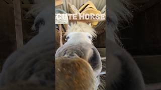 出番待ちの乗馬メンバー【渋川動物公園】 #shorts #馬 #horse