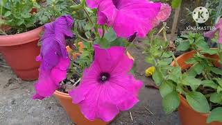 ছাদবাগানে কি কি ফুল পেলাম flowers    at the rooftop garden