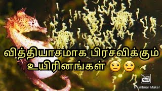 வித்தியாசமாக குட்டி போடும் விலங்குகள்/ Amazing Animals Videos/ Tamil Display