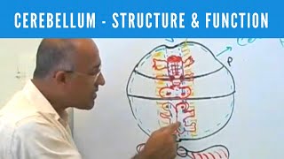 Cerebellum | Structure & Function | Neuroanatomy