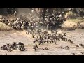 One of the " seven wonders of  the natural world" wildebeests river crossing in maasai mara river.