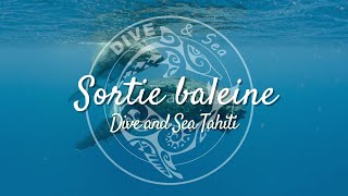 Embarquez pour l'aventure : Découvrez les sorties baleines avec Dive and Sea Tahiti !