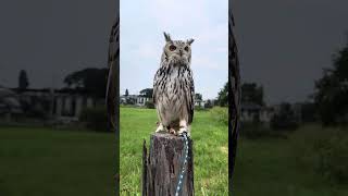 ホワイトベンガルワシミミズク　🦉ラテ🦉