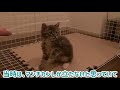 人生初マンチカン立ち 生後4ヶ月のメインクーンが初めて立った cat stands up