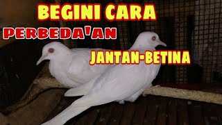 cara membedakan puter jantan & betina