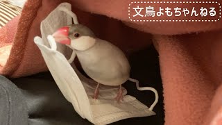 お気に入りの場所にマスクを何度も運ぶ文鳥よもぎ