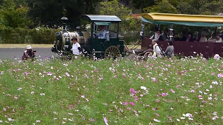 【昭和記念公園】　花の丘のコスモス畑＆パークトレイン（Ｈ27.10.6）