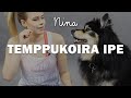 Temppukoira IPE