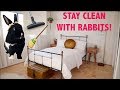 HOW TO KEEP YOUR HOME CLEAN & ORGANIZED WITH RABBITS