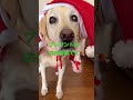 ラブラドールベル⭐️クリスマスプレゼントもらえるかな🎄 shorts クリスマス 被り物 ラブラドール labrador 癒し犬