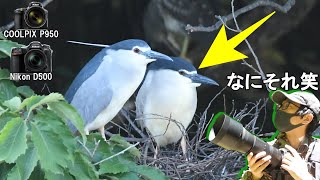 【野鳥撮影】笑ってしまうほどかわいいゴイサギと子どもに食われるダイサギ