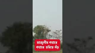 Majuli ৰ পথাৰে পথাৰে চৰিছে  এশিঙিয়া গঁড় | Assam Rhino #shorts