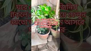 এই তিনটি কারণে স্বামীর জীবনে নেমে আসে ঘোর অন্ধকার #jayshreeram #হনুমানজী #vastu #shortvideos