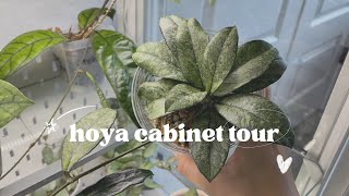 Hoya Cabinet Tour | So Much New Growth! 🌱