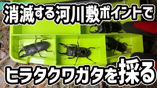 もうすぐ消滅する河川敷でヒラタクワガタ探し！ Stag beetle picking on the riverbed