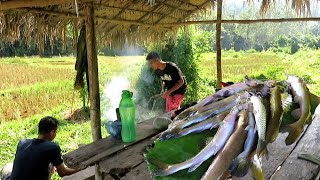 SARAPAN PAGI GULAI IKAN BAUNG HASIL TAJURAN..