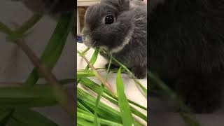 生イタリアンライグラスを食べて満足気🐰 かわいいと思ったら、いいね＆コメントお願いします♪ #ウサギ #うさぎ #bunny #ネザーランドドワーフ #かわいい #癒し #生イタリアンライグラス