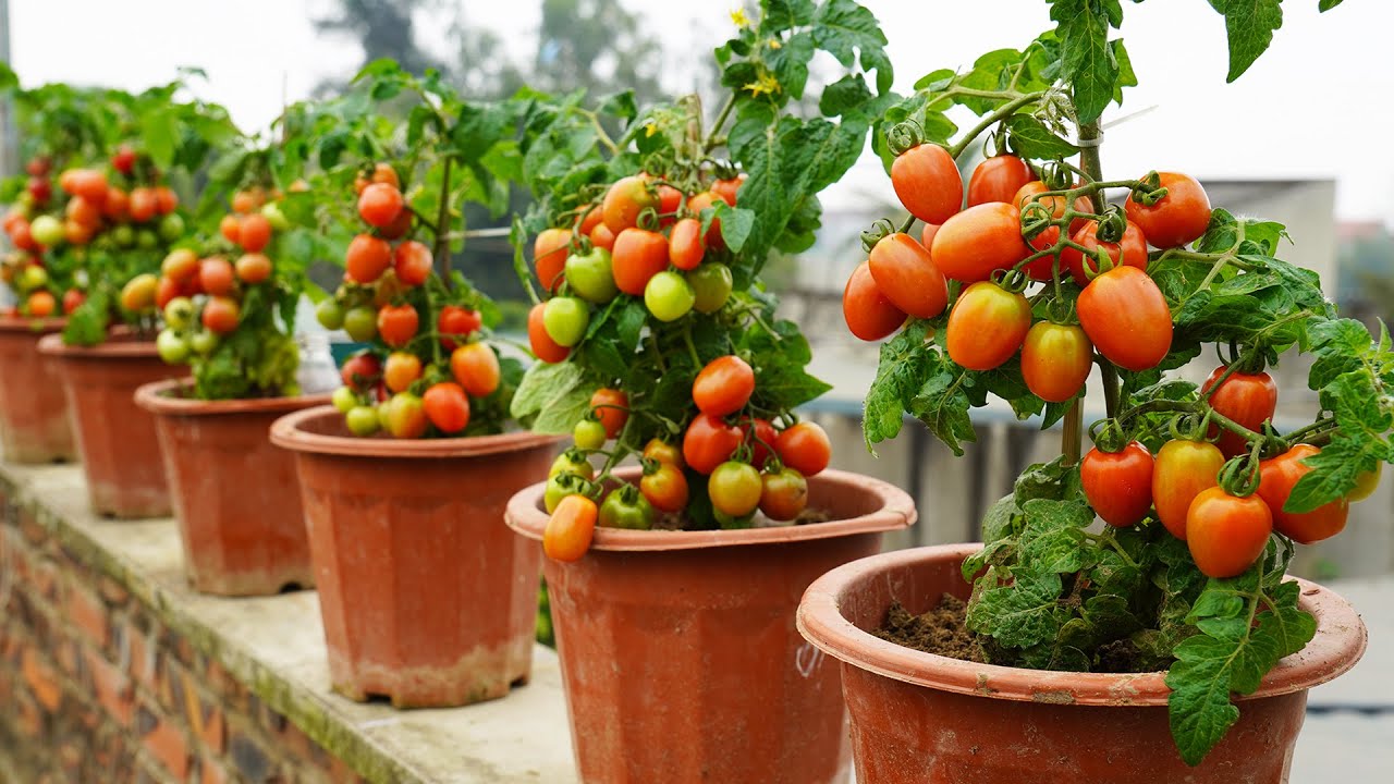 Tomato Plants In Containers Growing Tomatoes In Pots Sandia Seed
