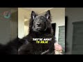 think you know belgian shepherds meet all 4 breeds